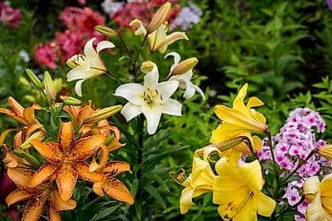 тайга алмашам: Обмен на 1 мыло лилии цвета смешанные. Одна луковичка обмена два мыла — 1