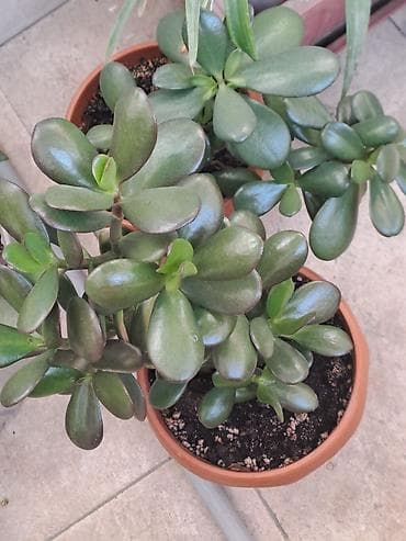 злата пальма: Крассула овата (денежное дерево) в горшке - Компактный куст с плотной — 2