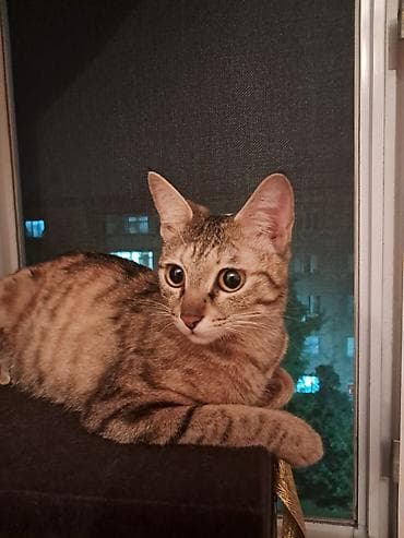 кошка домик: Беспородная, 11 месяцев, Девочка, Приучена к лотку — 1