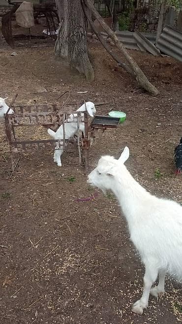 Продаю | Коза (самка) | Зааненская | Для разведения