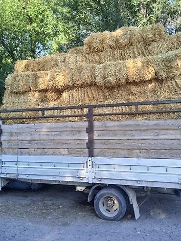 Айыл-чарба жаныбарлары: Солома в тюках - Прессованная солома в прямоугольных тюках, аккуратно — 2