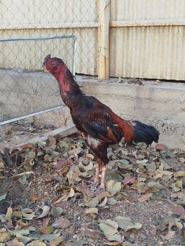 кыргыз добот ит: А/ч жаныбарлары үчүн тоюттар — 11