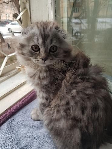 кошки жалал абад: Скотиш Фолд (Шотландиялык шалпаң кулак), 2 айлык, Эркек, Боз, Лотокко барууга үйрөтүлгөн, Курттардан тазаланган — 4
