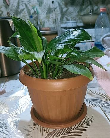 круглый: Спатифиллум (Spathiphyllum) в горшке - Компактный куст с плотной — 1