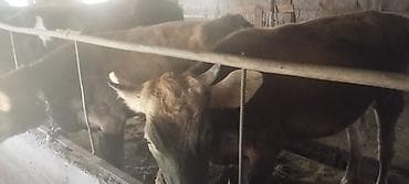 обмен на корову: Продаю | Корова (самка) — 2