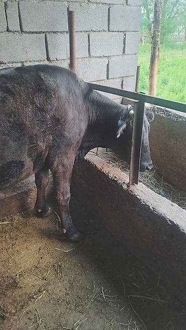 жаны уйлор: Сатам | Уй (ургаачы) | Көбөйтүү үчүн | Байланган — 1