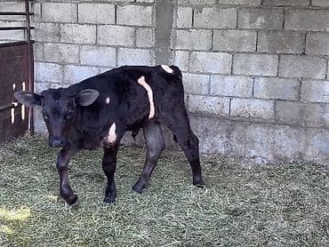 тор рыба: Продаю | Музоо, торпок | Голштин, Швицкая | На откорм, Для разведения | Искусственник — 1