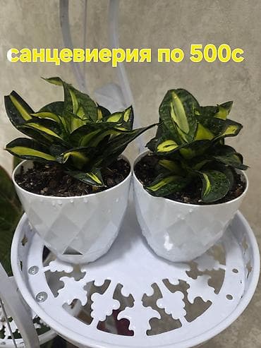 каланхоя: Комнатные растения в горшках. - Подборка неприхотливых растений — 5