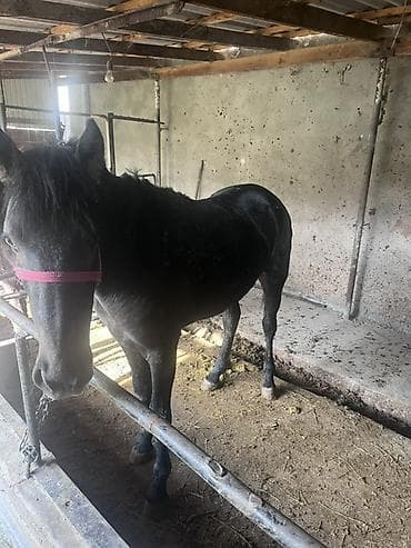 лошадь купить: Продаю | Жеребец | Рабочий — 2