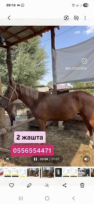 голуби птицы животный: Продаю | Кобыла (самка) | Конный спорт — 2