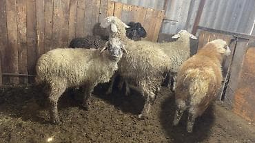 голуби животное: Продаю | Овца (самка), Ягненок | Полукровка | На забой, Для разведения, Для шерсти — 2