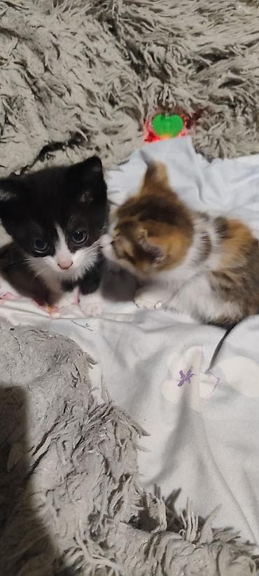 Котята домашние, игривые и общительные. - Окрас: один черно-белый
