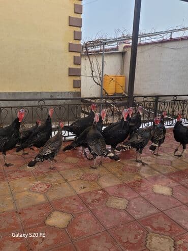 обезьяны живые: Продаю | Индюк (самец) | Для разведения | Племенные — 4