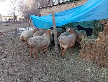 ат башы там сатылат: Сатам | Ургаачы кой (ургаачы), Кочкор (эркек) | Арашан — 10