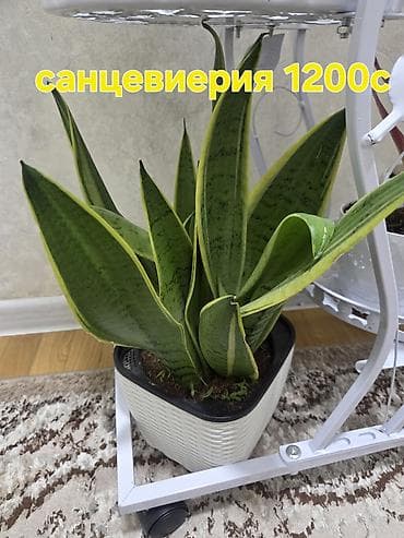 каланхоя: Комнатные растения в горшках. - Подборка неприхотливых растений — 6