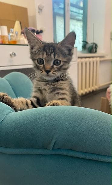 Кошки: Отдадим котят в добрые руки. Возраст 2 месяца. Кушают сами, к лотку — 1
