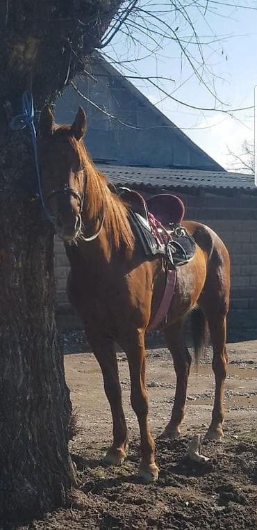 хаски сколько стоит: Продаю | Жеребец | Полукровка | Конный спорт | Племенные — 6