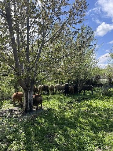 обмен на баран: Продаю | Овца (самка), Баран (самец) | Для разведения — 5