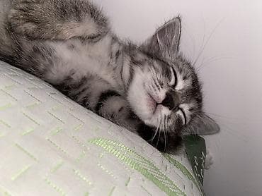 3 месяца, Мальчик, Приучена к лотку
