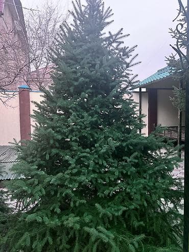 новогодняя ель: Продаю елки, очень пышные и красивые, длина около 2 метров, продам — 4