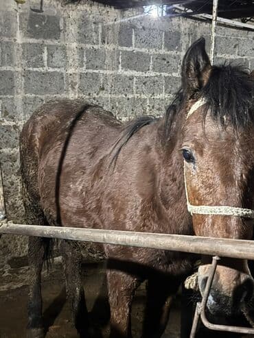 вислоухие кошки бишкек: Продаю | Кобыла (самка) | Для разведения — 2