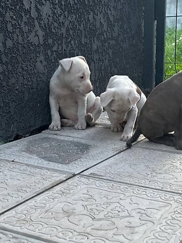 рр питбуль: Питбуль, 1 месяц, Самец — 7