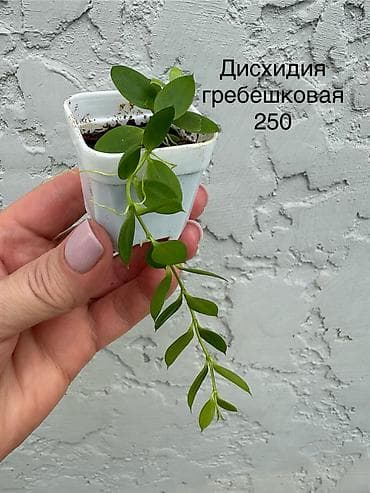 айкос цена ош: Продаю хойи. Цены от 250 - 300 сом — 7