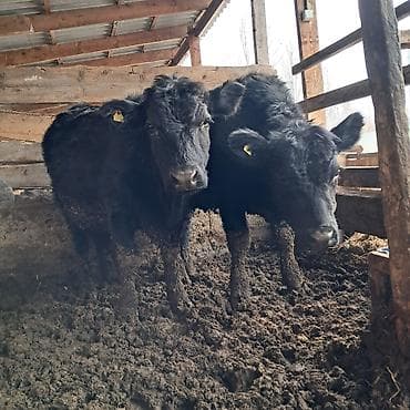 немецкая овчарка кара балта: Продаю | Корова (самка) | Абердин-ангус | На откорм | Племенные — 2