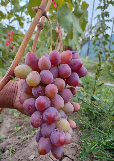 оптом овощи и фрукты: 2-летние саженцы винограда. Все сорта винограда на фото исключительно — 7
