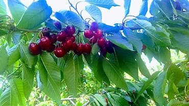 бу диваны каракол: Гилас Өзү алып кетүү, Акылуу жеткирүү — 2