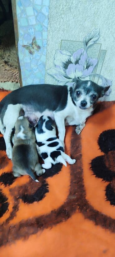 продажа щенков немецкой овчарки в бишкеке с документами: Готовятся к продаже щенки, 2 девочки — 6