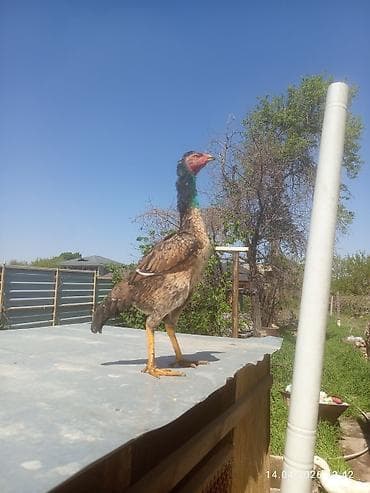 шпиц собака цена бишкек: Продаю | Петух | Бойцовая | Для разведения — 4