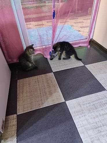 где можно купить кошку: Котята серо‑тигрового окраса - Домашние короткошёрстные котята с — 4