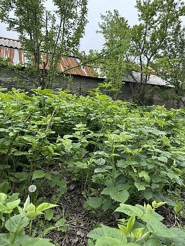 яблоки крупные: Саженцы малины. Крупная вкусная малина. Долгоиграющая. Штук по 20 — 1