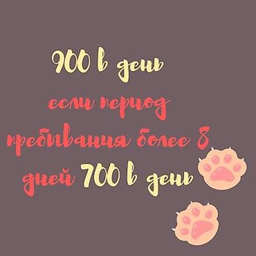 Гостиница для животных Гостиница для собак и кошек Передержка домашних
