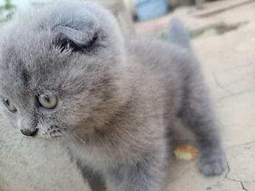 Продажа кошек: Шотландские вислоухие котята, окраc — сплошной серый (blue). Плюшевая — 4