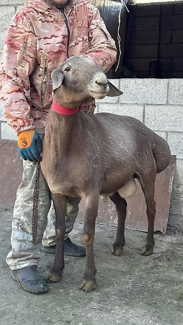 Продаю | Баран (самец) | Арашан