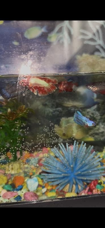 корым: Бойцовые рыбки (Betta splendens) — разноцветные самцы и самки — 7