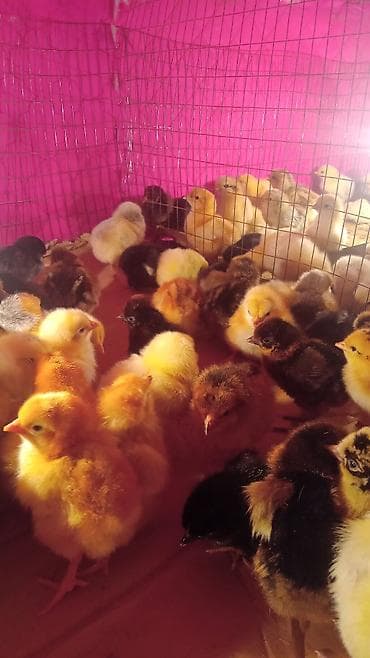 Үй жаныбарлары үчүн товарлар: Сатам | Балапандар | Көбөйтүү үчүн — 1