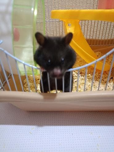 Үй жаныбарлары: Отдам хомячиху и четырех малышей в добрые руки порода сирийская — 1