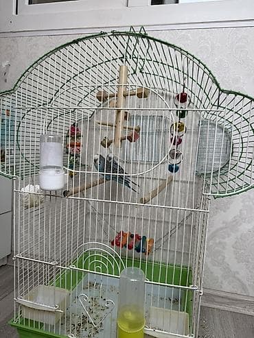 Зоотовары: Продаю 2 волнистых попугаев с клеткой и с аксессуарами. 🦜 Продаю двух — 1