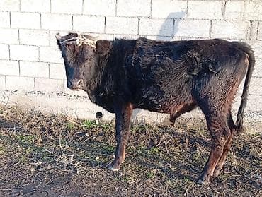 Птицы: Продаю | Бык (самец) | Полукровка | На откорм — 2