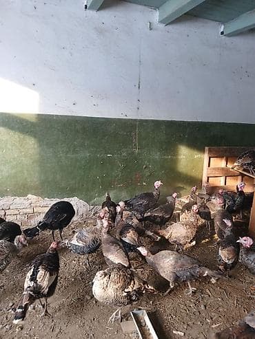 Собаки: Продаю | Индюшка (самка) | Полукровка | Для разведения — 3