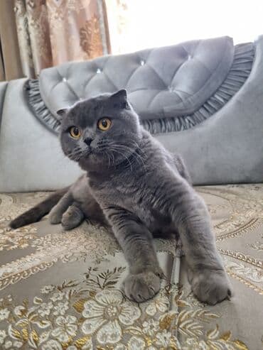 в связи с переездом отдам попугая жако в добрые руки: Шотландская вислоухая кошка (Scottish Fold) Девочка молодая,рожала 1 — 27