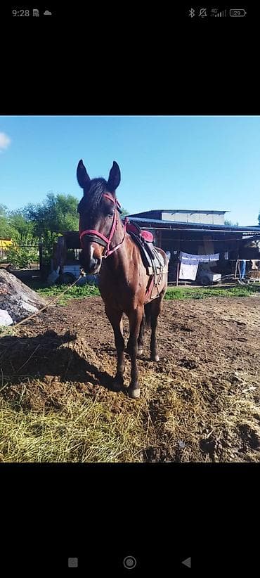 ат тарак: Продаю | Конь (самец) | Рабочий — 5