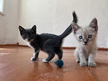 Мышык кууту: 🐾 Ищем любящих хозяев для двух котят! 🏡❤️ По Токмаку привезем лично в — 1
