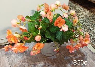 современные теплицы цена: Продаю комнатные растения ❤ — 1