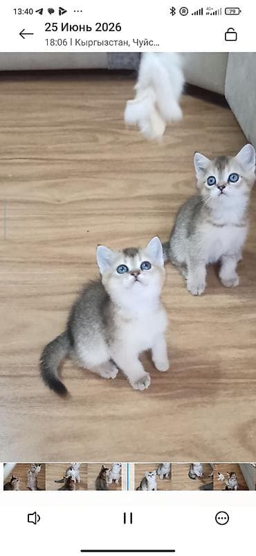 где можно купить кошку: Скотиш Страйт (Шотландская прямоухая), 1 месяц, Девочка, Золотая шиншилла, Приучена к лотку — 3