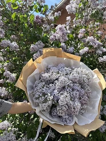 сирень цветы: Букет сирени в крафт-упаковке За 800 2000 - Состав: свежесрезанная — 2