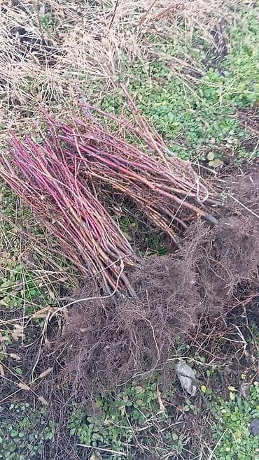 саженцы в оше: Продаю саженцы Малины 
мапема
маравилла — 2